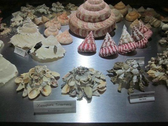 Bali Shell Museum